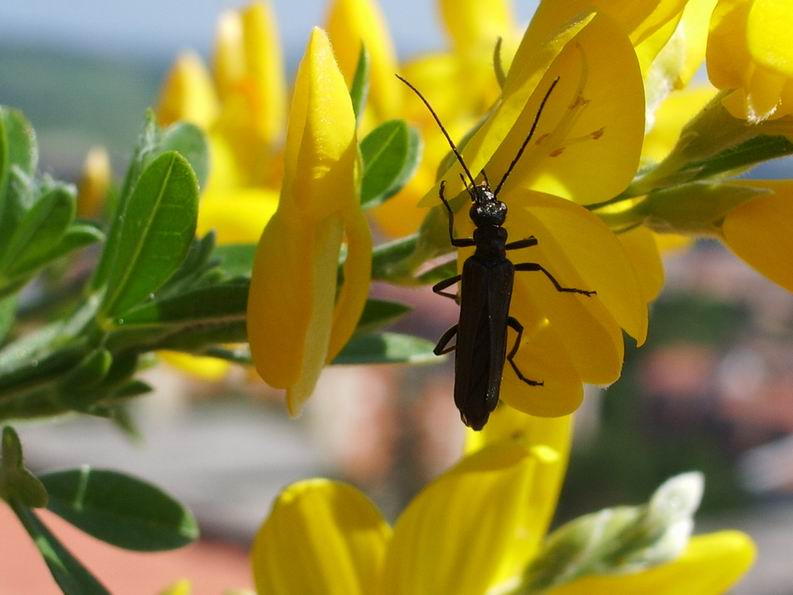 Che muscoli ...Oedemera nobilis